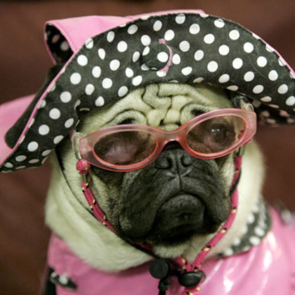My First Follow Game***Gain Followers!! - Picture 7 of 7